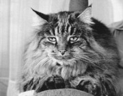 1958 Whiskers Frisbie (age 12).jpg