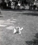 1958-07 2 Andrea crawling.JPG