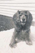 1945-08~ 3 Sweet Toni.jpg