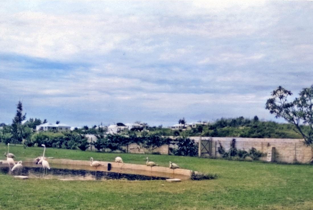 1956-09 23 Flamingoes at aquarium and bird enclosure, Hamilton, Bermuda.jpg