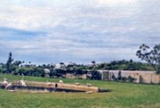 1956-09 23 Flamingoes at aquarium and bird enclosure, Hamilton, Bermuda.jpg