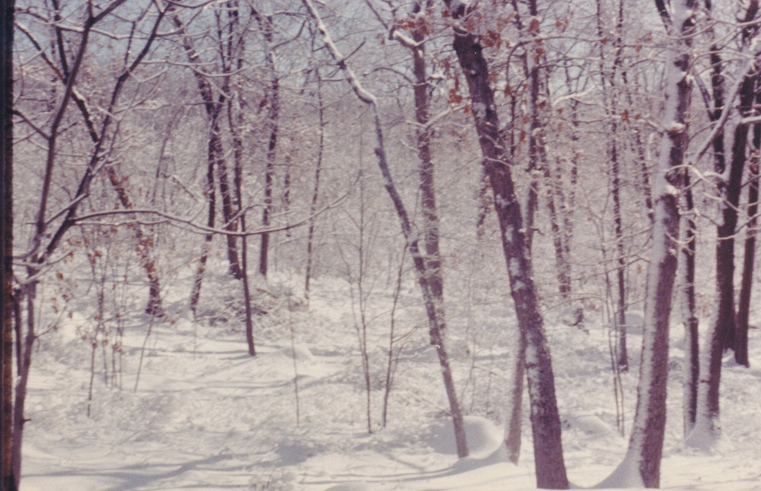 1959-01~ Behind house after snow, 26 Driftwood Lane, Weston MA .jpg