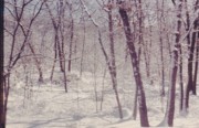 1959-01~ Behind house after snow, 26 Driftwood Lane, Weston MA .jpg