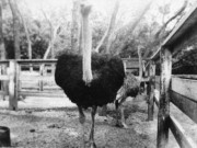 1937-02 2 St Augustine FL.jpg