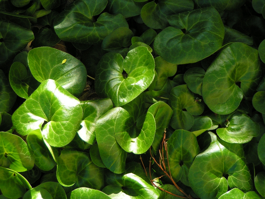 2004-04-24 2 European Wild Ginger, our back yard in Rozzie.jpg