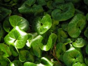 2004-04-24 2 European Wild Ginger, our back yard in Rozzie.jpg