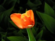 2004-04-24 3 Tulip, our yard in Rozzie.jpg