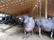 2004-07-27 1 Cheese Tour - Woodstock Water Buffalo, VT.jpg