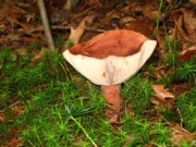 2004-09-19 4 Lactarius Mushroom, East of Noanet Woodlands.JPG