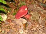 2004-09-26 1 Suillus (aka painted slipperycap) Mushroom - Peters Reservation, Dover.JPG