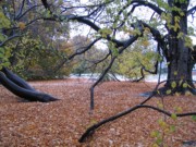 2004-11-12 Brookline - Longwood Mall beech tree.JPG