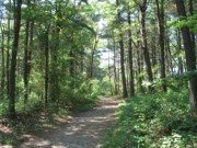 2005-07-12 Near Houghton's Pond, Milton.JPG