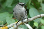 2005-08-09 1 Catbird, Wellfleet Audubon.tif