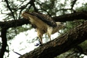 2005-08-09 2 Red Tailed Hawk Eating Crow, Wellfleet Audubon.jpg