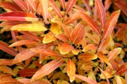 2005-11-06 1 Arboretum foliage.jpg