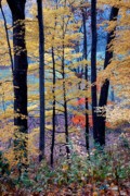 2005-11-06 2 Arboretum foliage.jpg