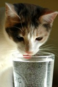 2006-02-17 Daisy.jpg