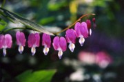 2006-04-19 1 Our Bleeding Hearts in Rozzie.jpg