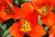 2006-04-19 2 Our Orange Tulips in Rozzie.tif