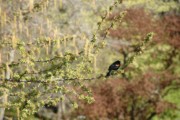 2006-04-26 1 Forest Hills Cemetery - Redwing.JPG