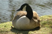 2006-04-26 2 Forest Hills Cemetery - Goose.JPG