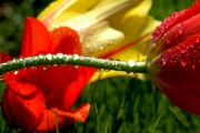 2006-05-04 Fallen Tulips at Putterham library.jpg