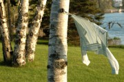 2006-05-20 Islesboro - Eileen's yard.jpg