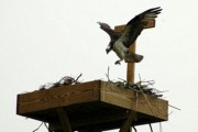 2006-06-08 1 Osprey at Nest - Herring River, Harwich.tif