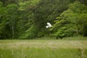 2006-06-08 2 Egret Descends - Kayaking on Herring River, Harwich.jpg