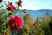2006-09-30 2 Rothschild Butterflies & Dahlias, Islesboro.jpg