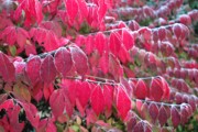 2006-10-14 2 Burning Bush at Mom's.jpg