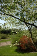 2007-05-13 1 Lilac Sunday, Arnold Arboretum.JPG