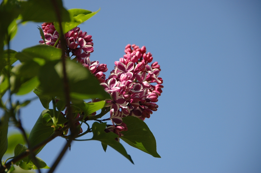 2007-05-13 3 Syringa vulgaris 'Sensation' (same variety as our lilac in Rozzie), Lilac Sunday, Arnold Arboretum.JPG
