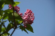 2007-05-13 3 Syringa vulgaris 'Sensation' (same variety as our lilac in Rozzie), Lilac Sunday, Arnold Arboretum.JPG