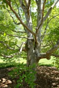 2007-05-13 4 Japanese Stewartia tree, Lilac Sunday, Arnold Arboretum.jpg