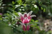 2007-05-13 6 Elizabeth's garden.JPG