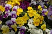 2007-05-13 7 Elizabeth's garden.JPG