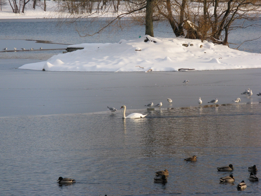 2007-12-14 3 Jamaica Pond snow and sunlight.JPG
