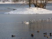 2007-12-14 3 Jamaica Pond snow and sunlight.JPG