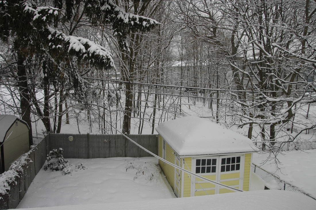 2007-12-21 Rozzie back yard.JPG