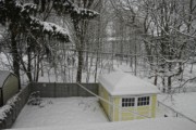 2007-12-21 Rozzie back yard.JPG
