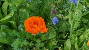 2022-05-29 214 St Patrick's Park, Dublin.jpg