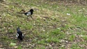2022-05-30 035 Magpies, St Stephen's Green Park, Dublin.jpg