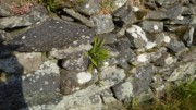 2022-06-01 267 Maidenhair Spleenwort plant - First walk, around Dingle.JPG