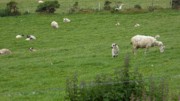 2022-06-05 019 Cosan na Naomh, Dingle Peninsula.JPG