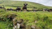 2022-06-05 132 Cosan na Naomh, Dingle Peninsula.jpg