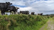 2022-06-05 136 Cosan na Naomh, Dingle Peninsula.jpg