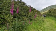 2022-06-05 155 Cosan na Naomh, Dingle Peninsula.jpg