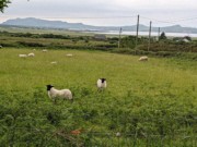 2022-06-05 225 Cosan na Naomh, Dingle Peninsula.jpg