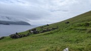2022-06-06 184 Boat Trip to Great Blasket Island, Dingle Peninsula.jpg